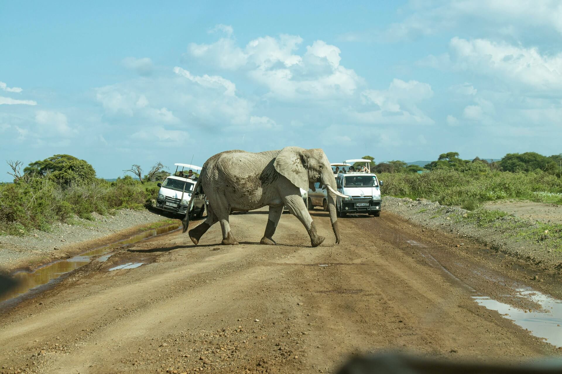Why Amboseli National Park Is Every Wildlife Photographer’s Dream Destination