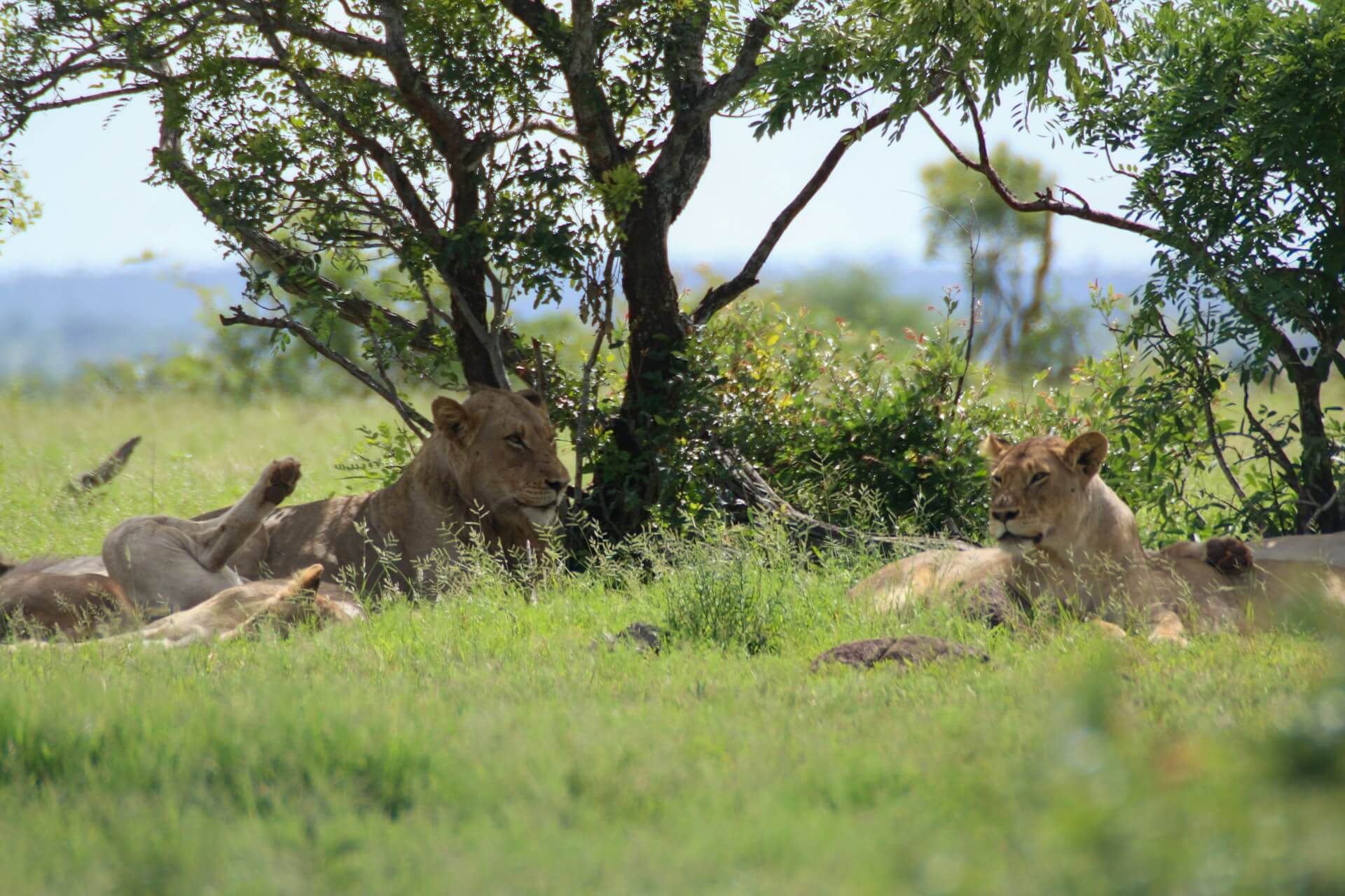 Exploring The Untamed Beauty Of Serengeti National Park