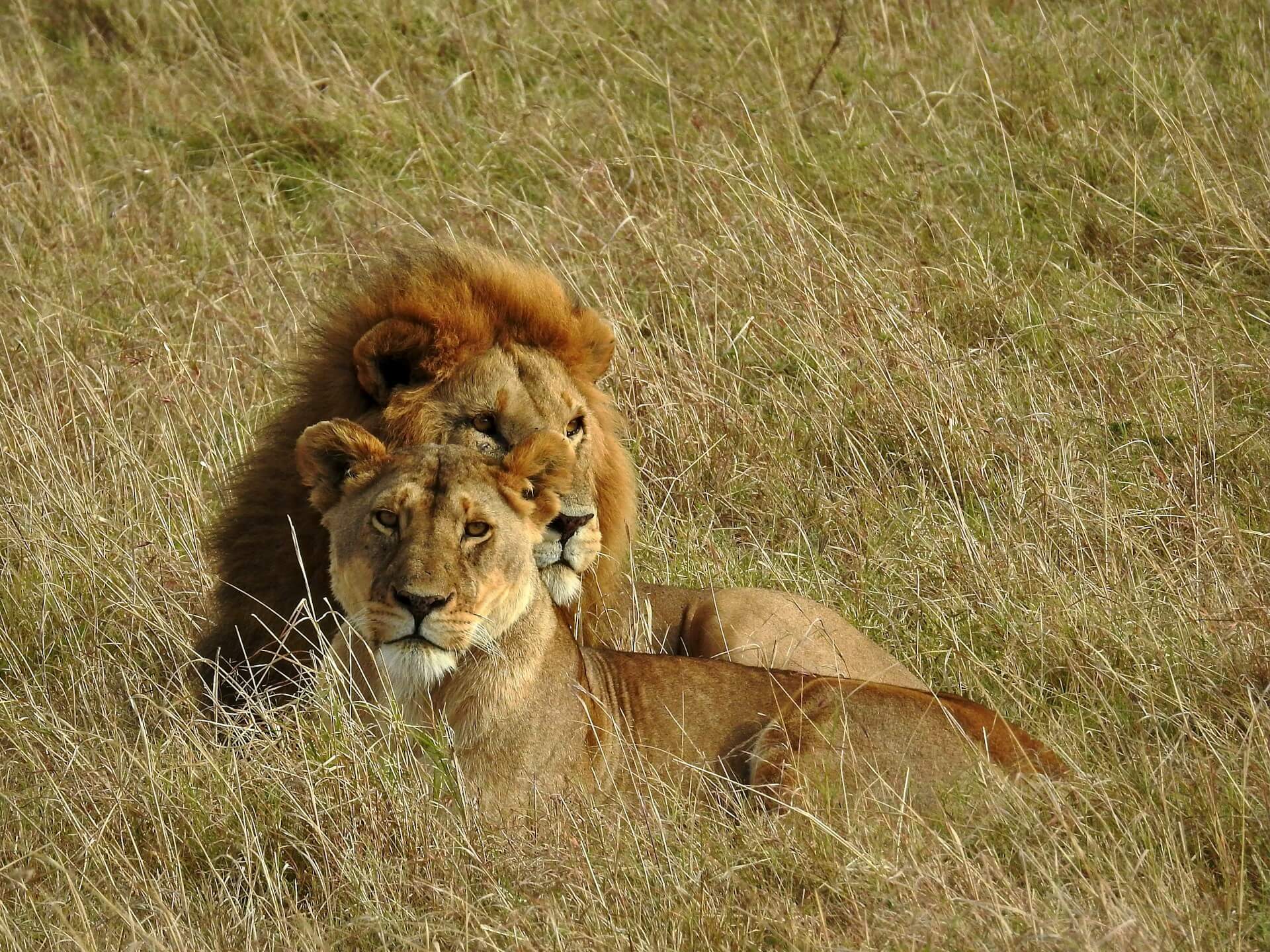 The Ultimate Guide To Experiencing Masai Mara Game Reserve During Migration Season